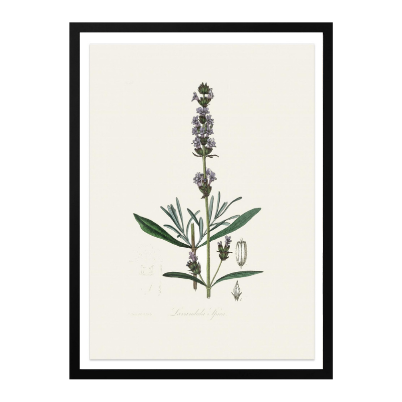 Lavender (lavandula Ipica) Medical Botany Art print