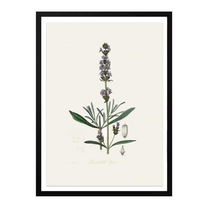 Lavender (lavandula Ipica) Medical Botany Art print