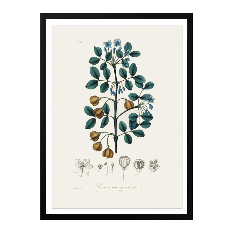 Guaiacwood (guaiacum Officinale) Medical Botany Art Print