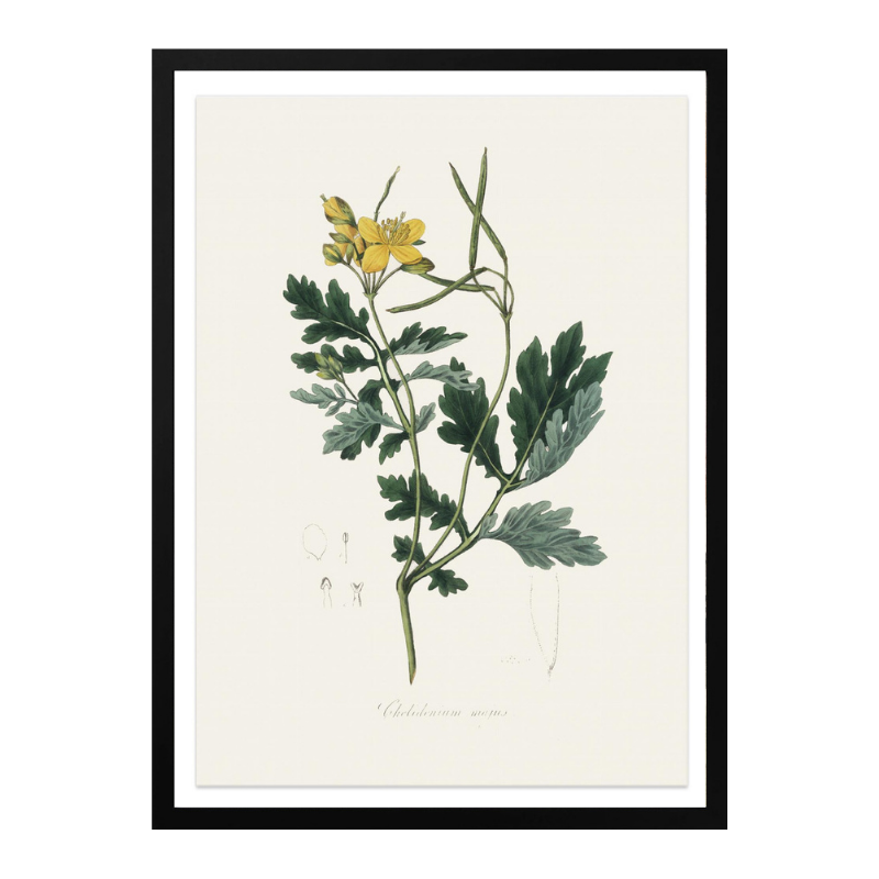 Greater Celandine (chelidonium Majus) Medical Botany Art print