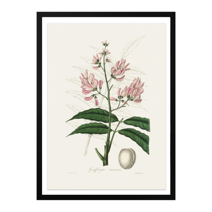 Geoffroya Inermis Medical Botany Art print