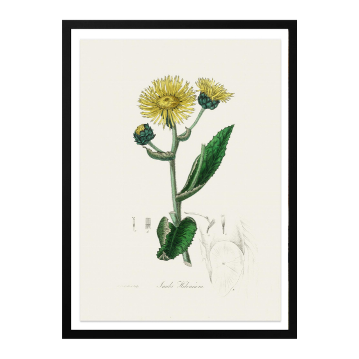 Elecampane (inula Helenium) Medical Botany Art print