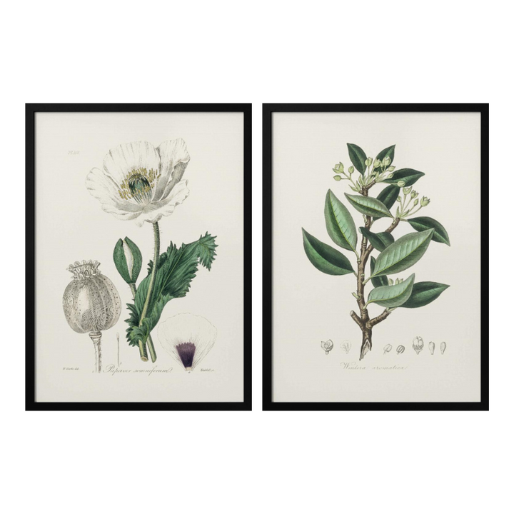 Set "Arte Herbarium III" Art Prints