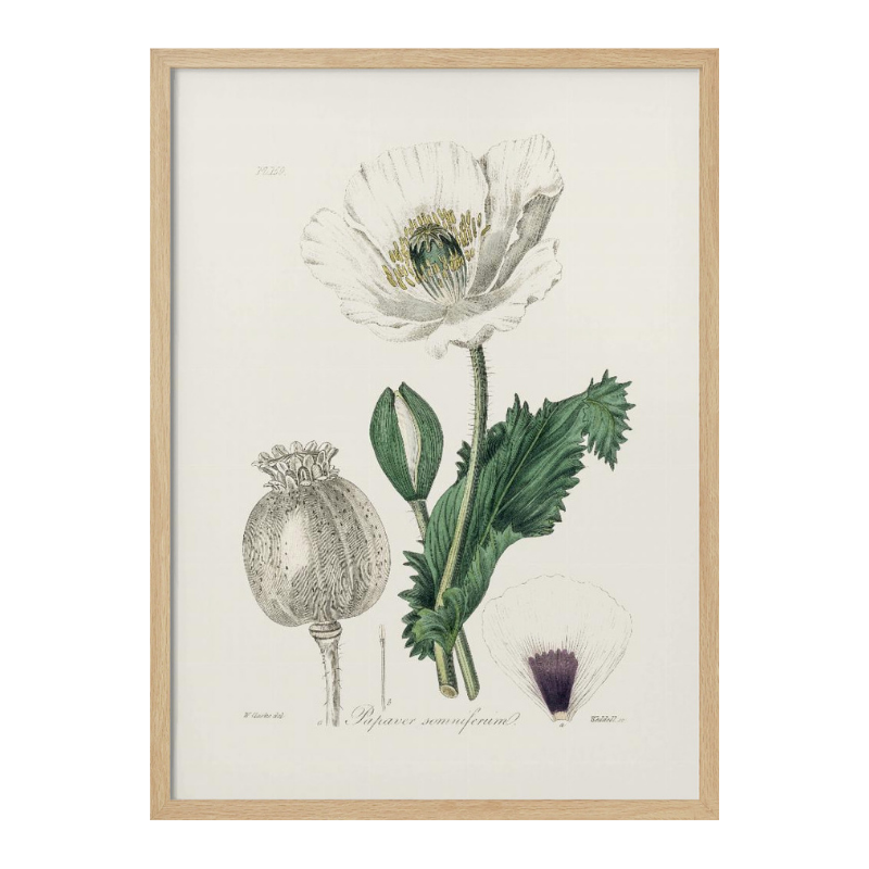 Opium Poppy (papaver Somniferum) Medical Botany Art print