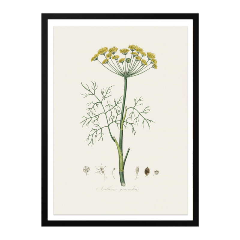 Dill (anethum Graveolens)  Medical Botany Art print