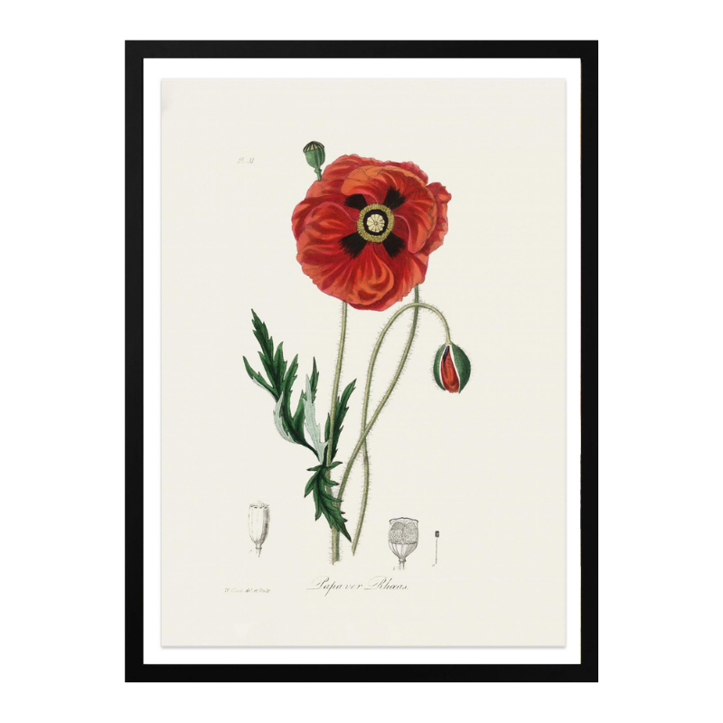 Common Poppy (papaver Rhoeas) Medical Botany Art Print