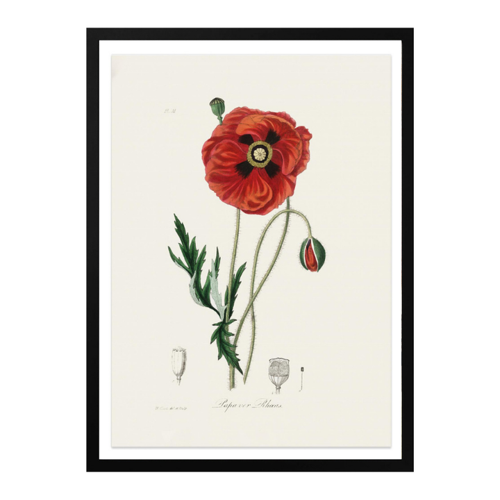 Common Poppy (papaver Rhoeas) Medical Botany Art Print