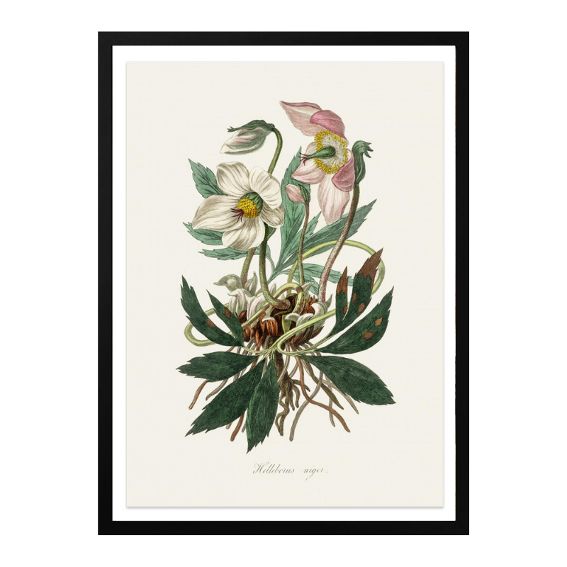 Christmas Rose (helleborus Niger)  Medical Botany Art Print