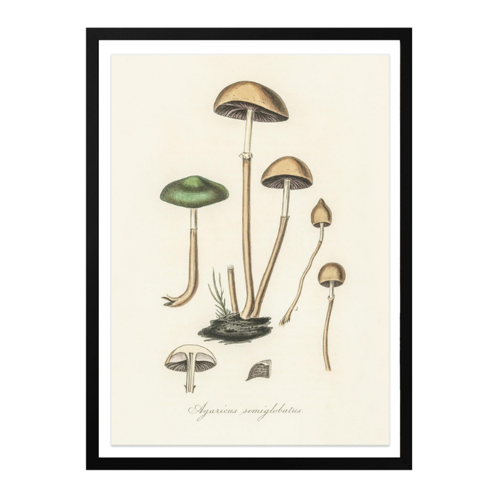 Agaricus Semiglobatus Art Print