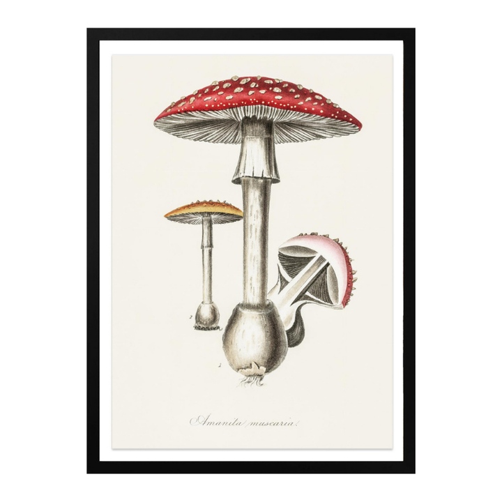 Amanita Muscaria Art Print