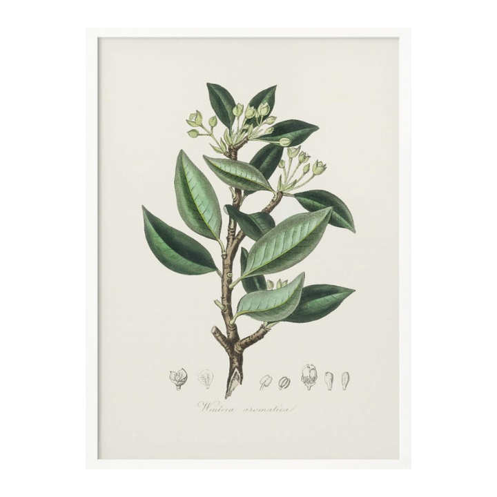 Wintera Aromatica Medical Botany Art print