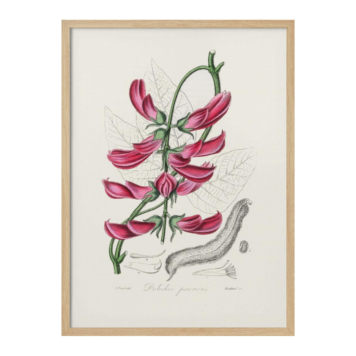 Mucuna Pruriens (dolichos Pruriens) Medical Botany Art print