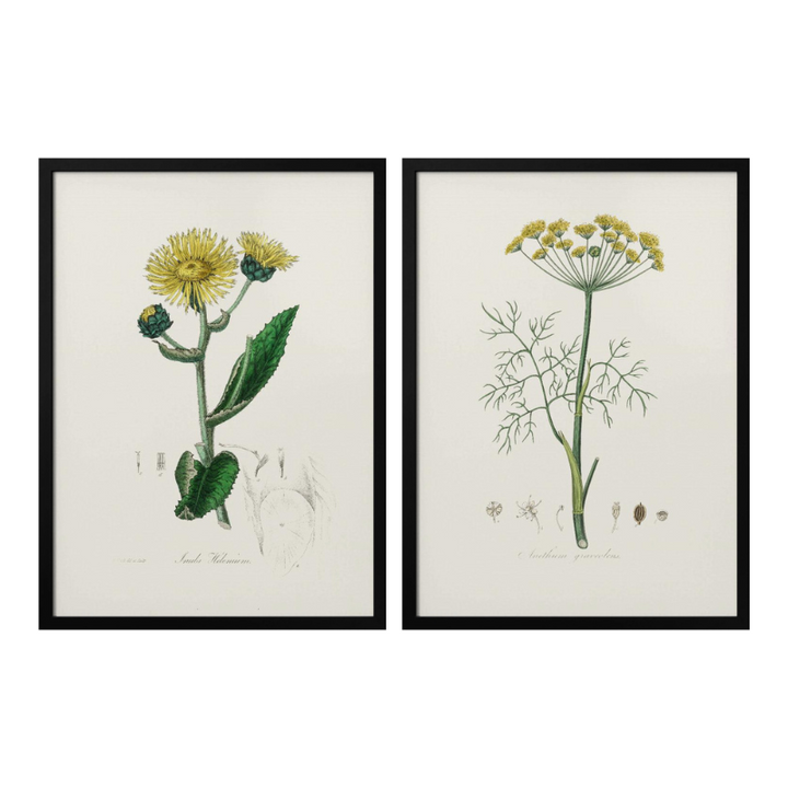 Set "Arte Herbarium II" Art Prints