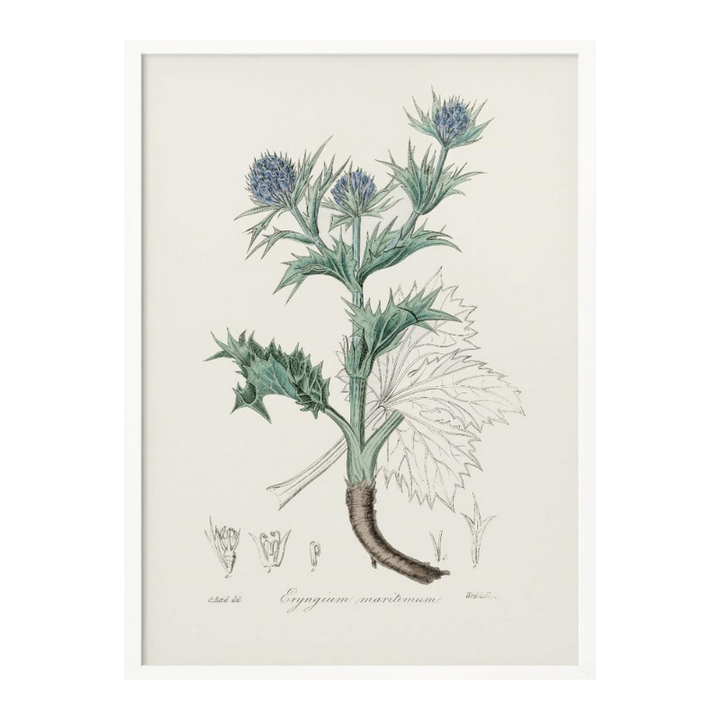 The Sea Holly (eryngium Mmaritimum) Medical Botany Art print