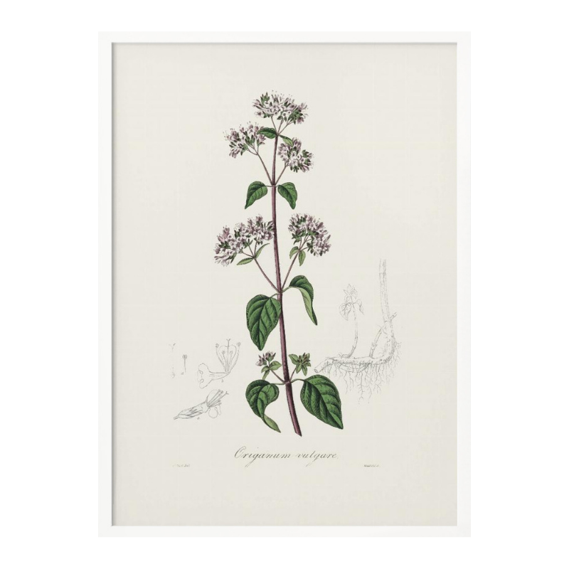 Oregano (origanum Vulgare) Medical Botany Art print