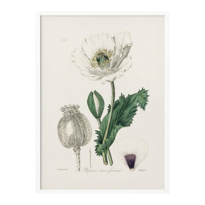 Opium Poppy (papaver Somniferum) Medical Botany Art print