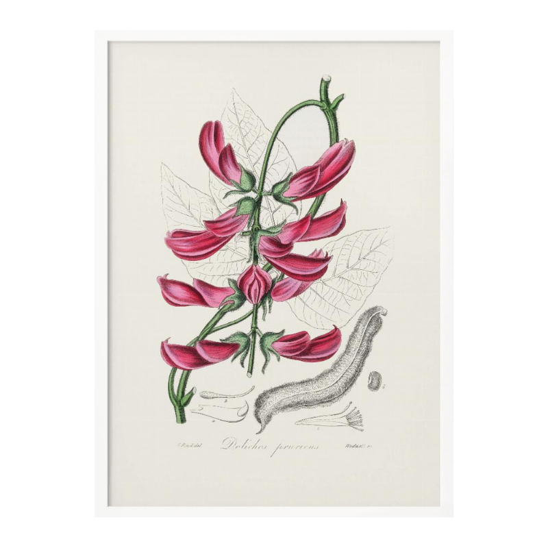 Mucuna Pruriens (dolichos Pruriens) Medical Botany Art print