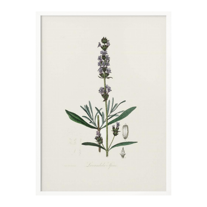 Lavender (lavandula Ipica) Medical Botany Art print