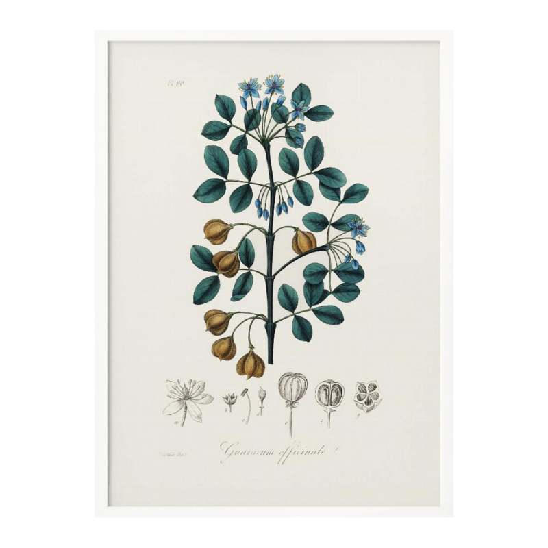 Guaiacwood (guaiacum Officinale) Medical Botany Art Print