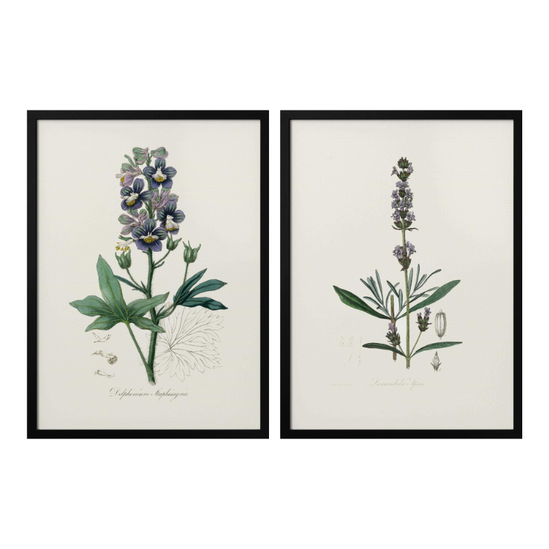 Set "Arte Herbarium I" Art Prints