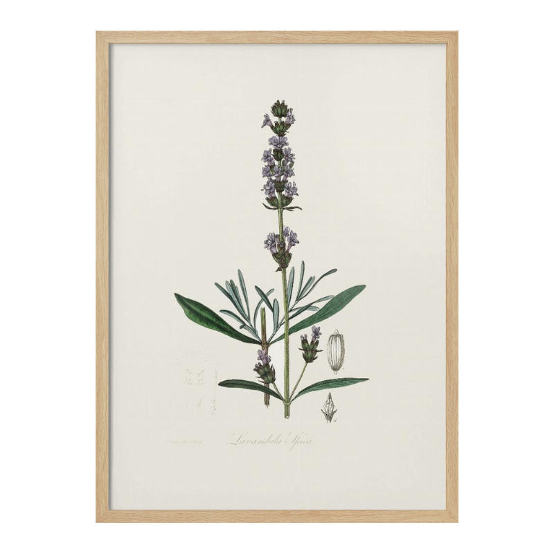 Lavender (lavandula Ipica) Medical Botany Art print