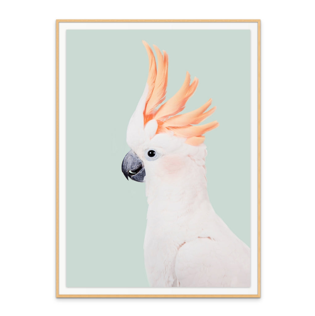 Cockatoo Art Print