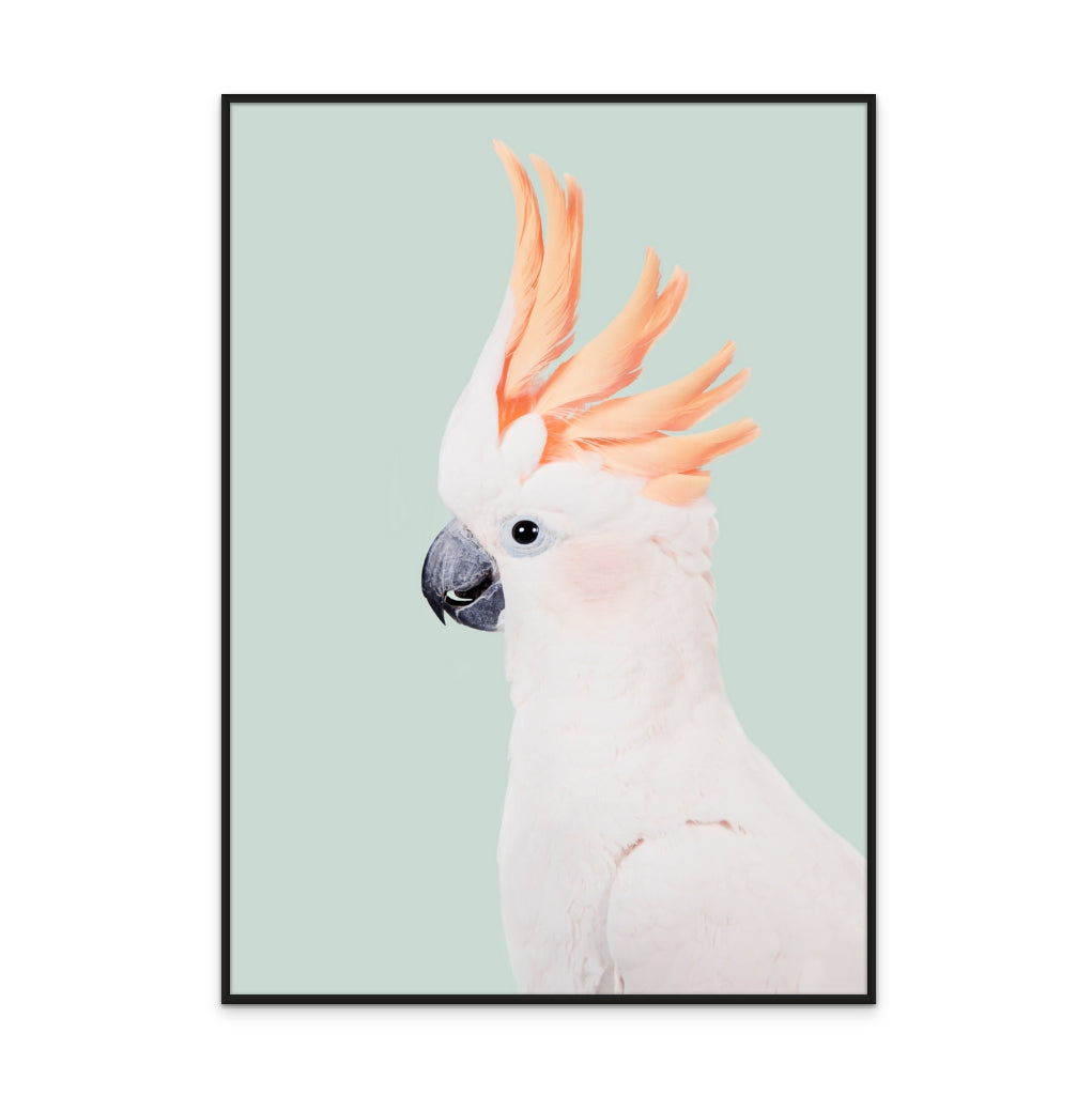 Cockatoo Art Print