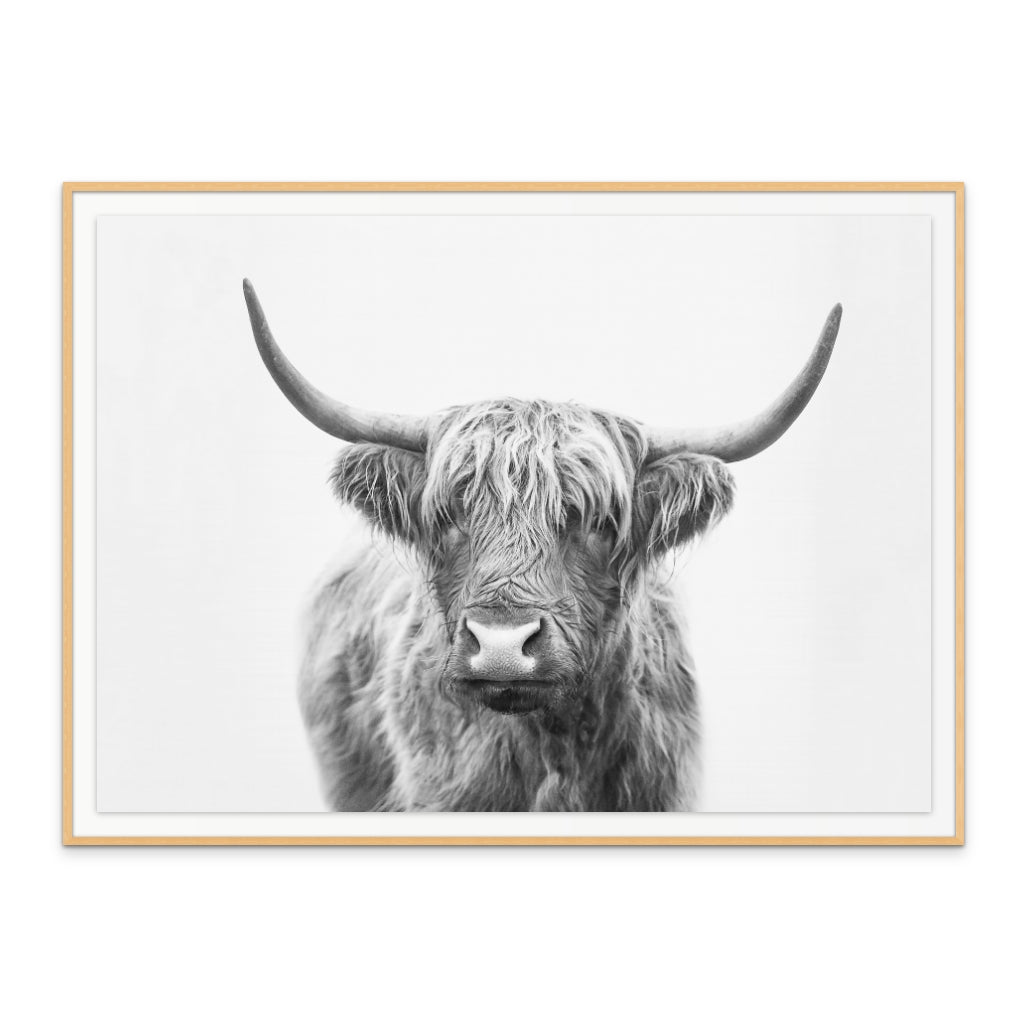 Highland Bull Art Print