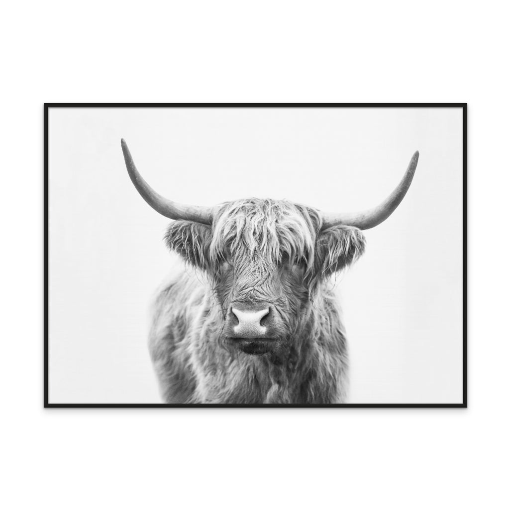 Highland Bull Art Print