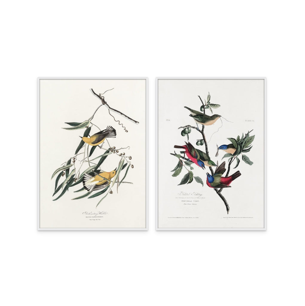 Set "Painted Finch From Birds of America (1827)" + "Prothonotary Warbler From Birds of America (1827)" Art Prints