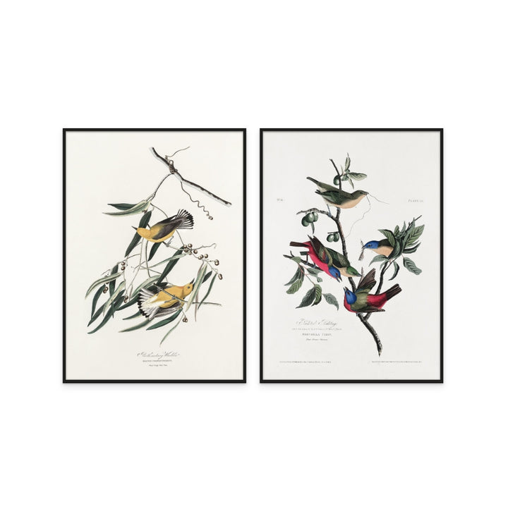 Set "Painted Finch From Birds of America (1827)" + "Prothonotary Warbler From Birds of America (1827)" Art Prints