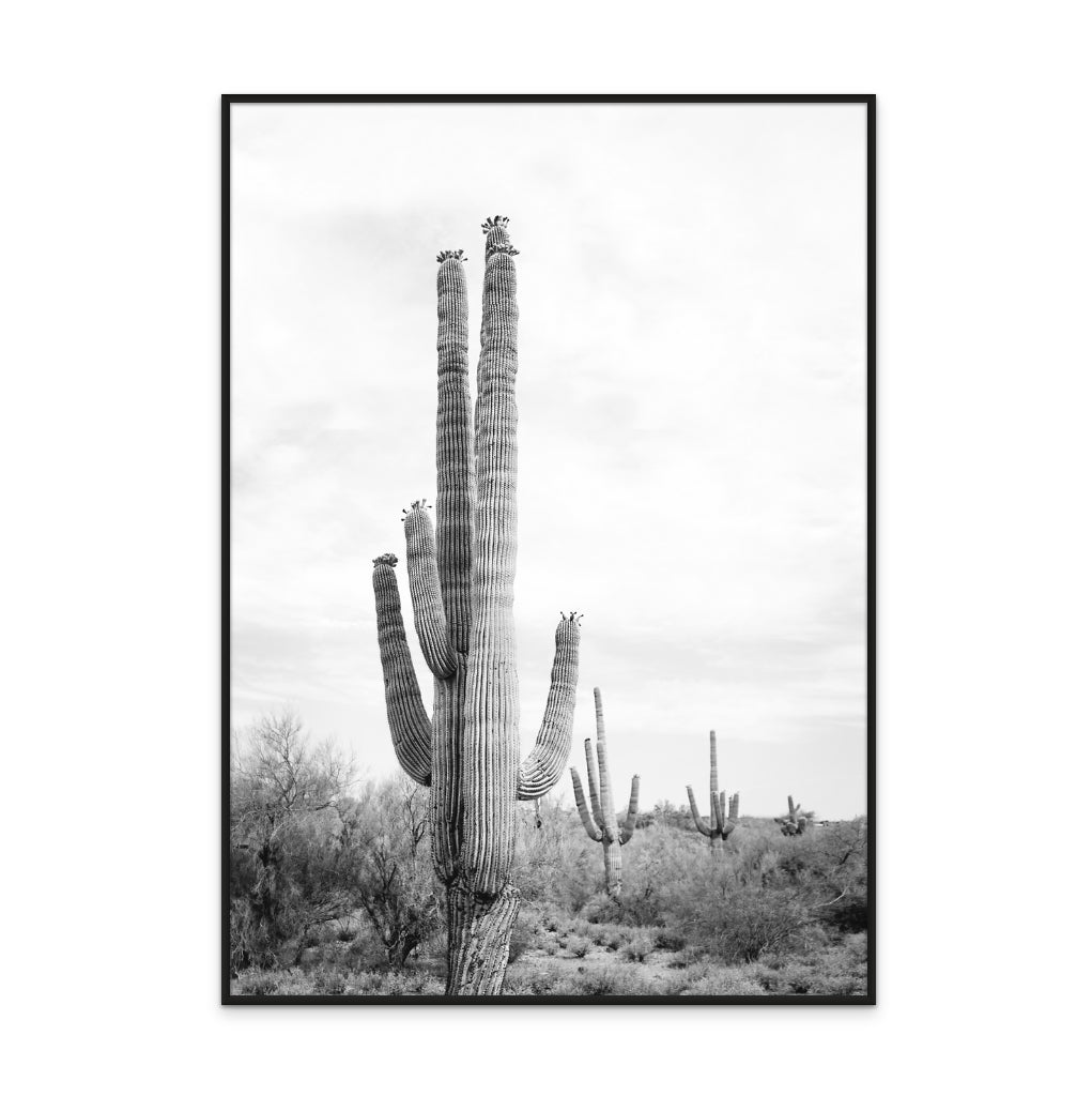 Saguaro BaW Art Print