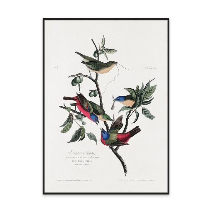 Painted Finch From Birds of America (1827) Art Print