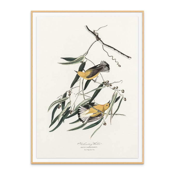 Prothonotary Warbler From Birds of America (1827) Art Print