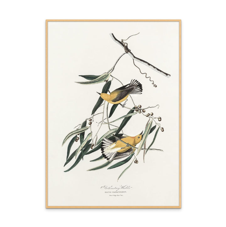 Prothonotary Warbler From Birds of America (1827) Art Print