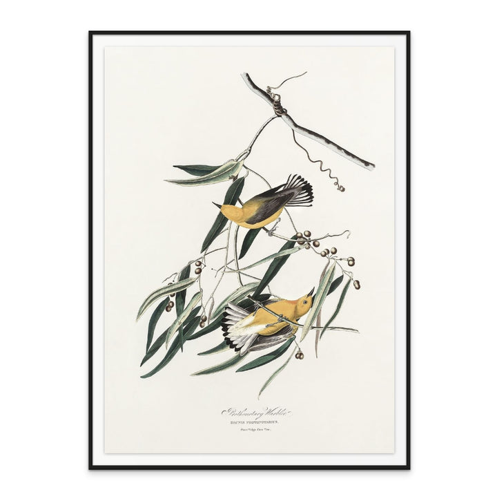 Prothonotary Warbler From Birds of America (1827) Art Print