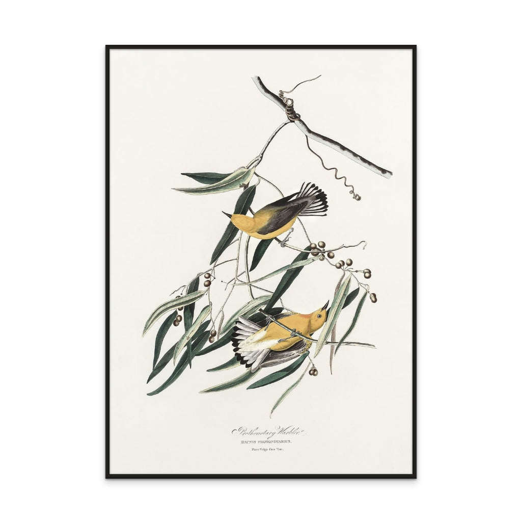 Prothonotary Warbler From Birds of America (1827) Art Print