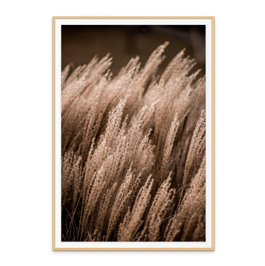 Grass 16 Art Print