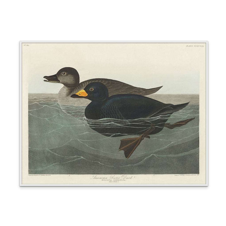 American Scoter Duck From Birds of America (1827) Art Print