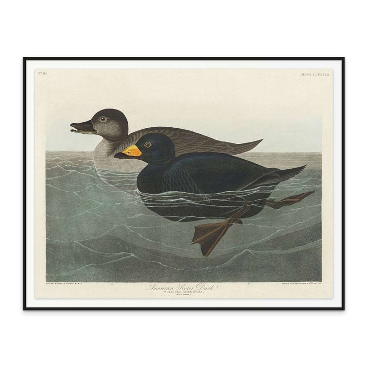 American Scoter Duck From Birds of America (1827) Art Print