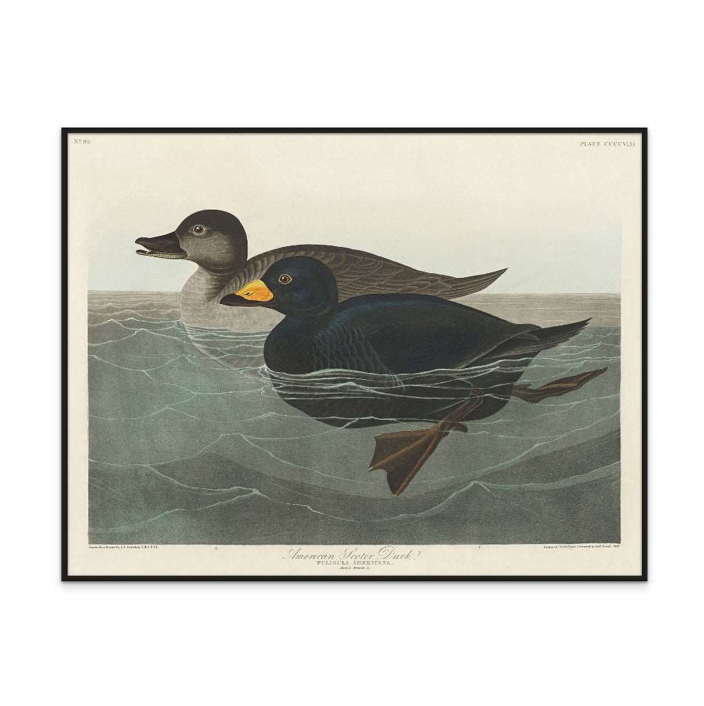 American Scoter Duck From Birds of America (1827) Art Print