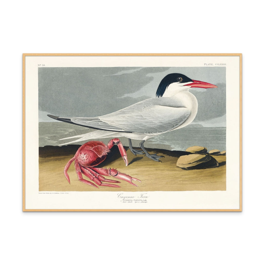 Cayenne Tern From Birds of America (1827) Art Print