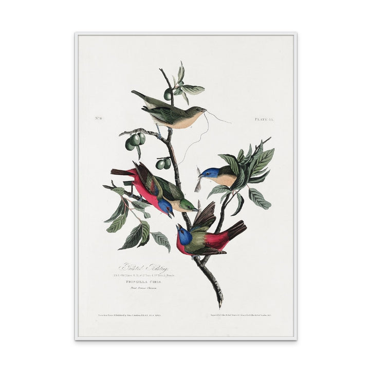 Painted Finch From Birds of America (1827) Art Print