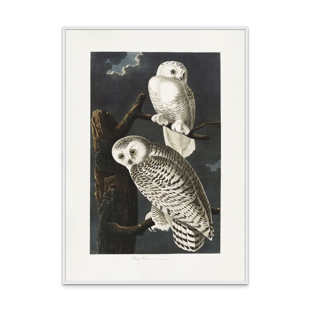 Snowy Owl From Birds of America (1827) Art Print