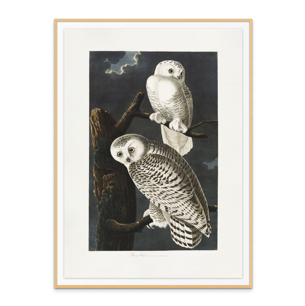 Snowy Owl From Birds of America (1827) Art Print