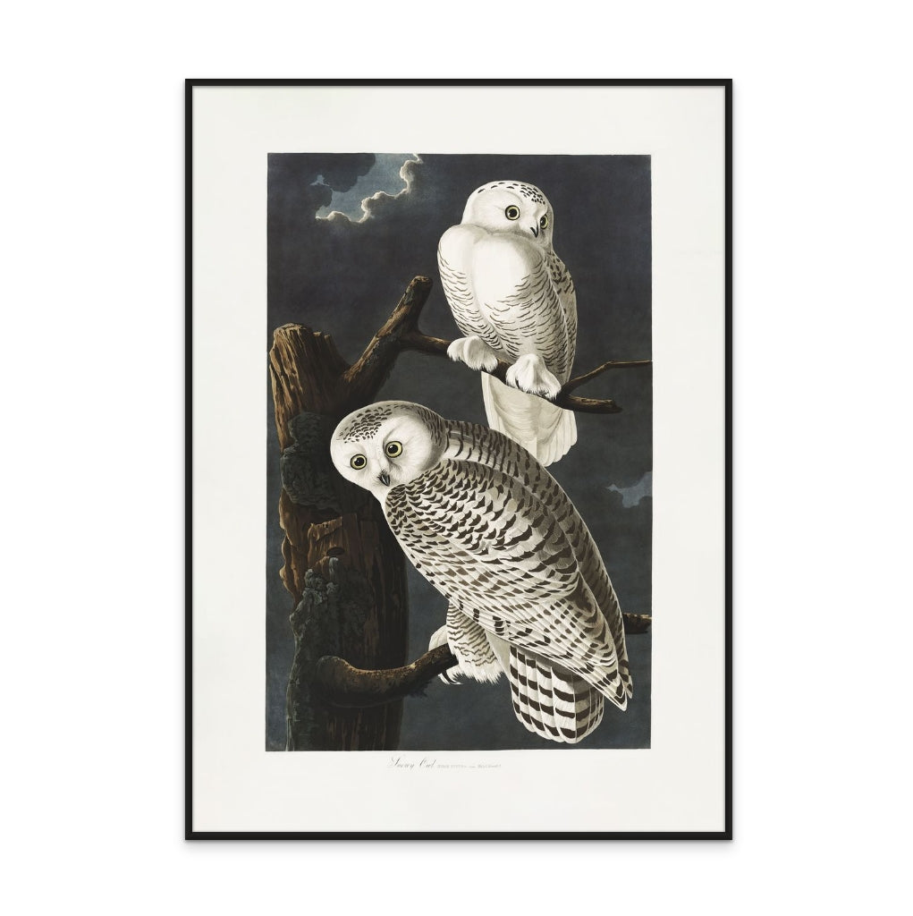 Snowy Owl From Birds of America (1827) Art Print