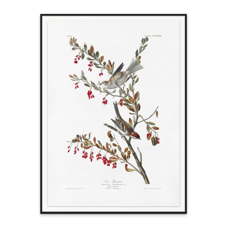 Tree Sparrow From Birds of America (1827) Art Print