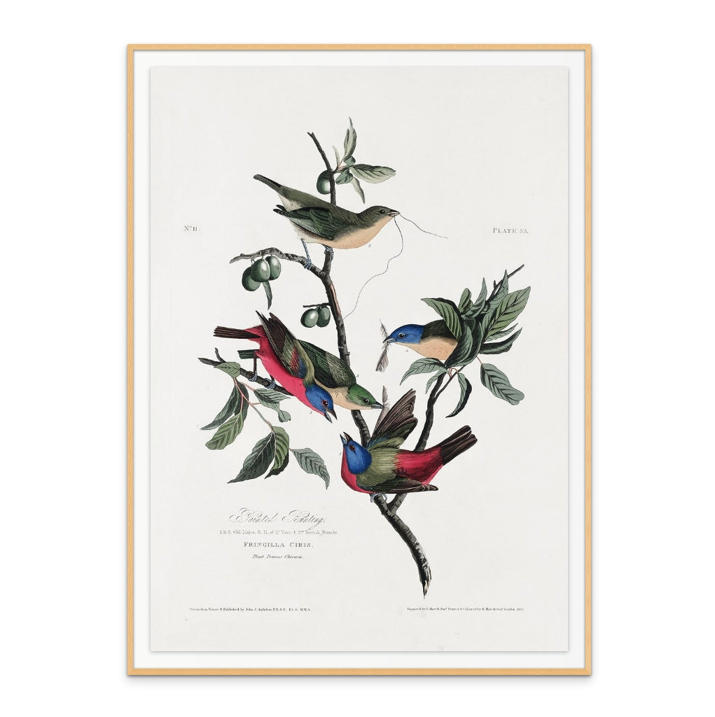 Painted Finch From Birds of America (1827) Art Print