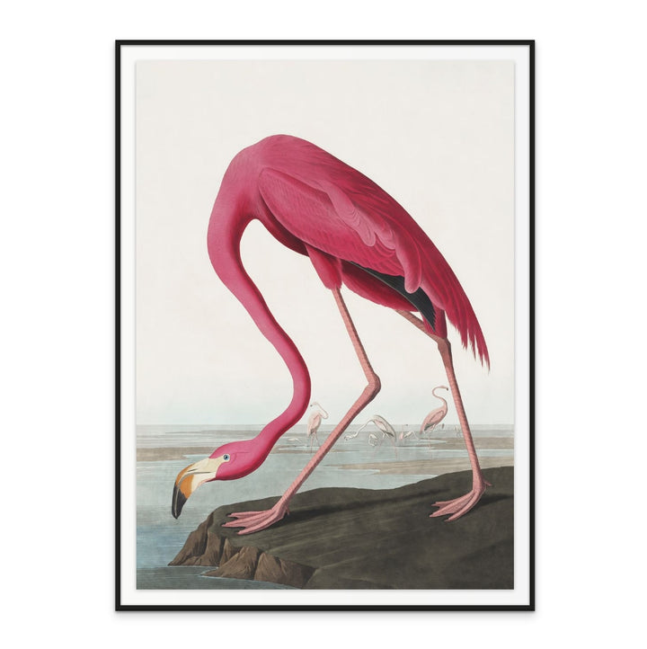 Pink Flamingo From Birds of America (1827) Art Print