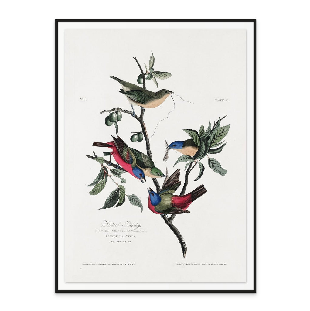 Painted Finch From Birds of America (1827) Art Print